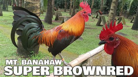 Beautiful Super Brownred MT.BANAHAW FARM Ramon Chibana .